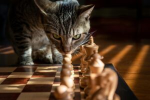 Cat playing chess